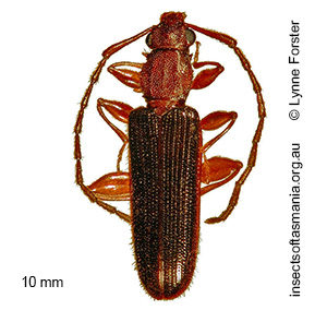 Macrohyliota bicolor