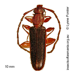 Macrohyliota bicolor