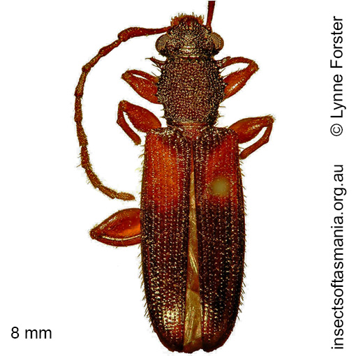 Species image