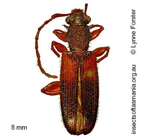 Macrohyliota militaris