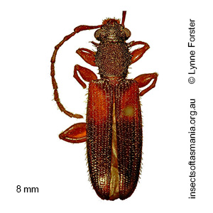 Macrohyliota militaris