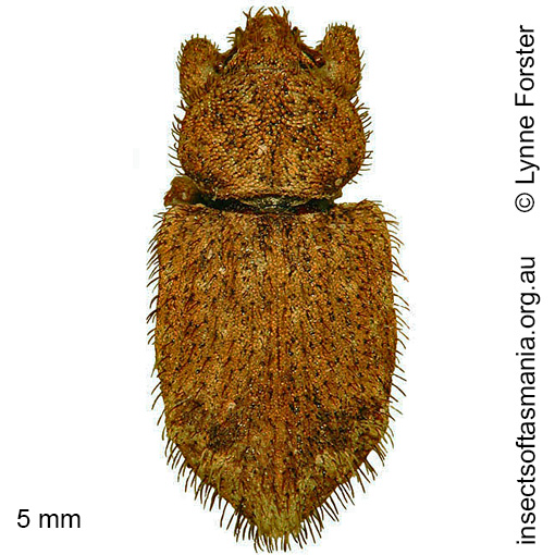 Species image