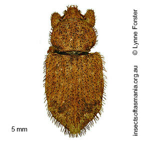 Mandalotus arciferus