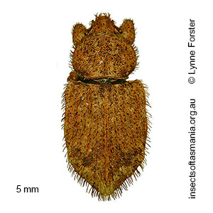 Mandalotus arciferus