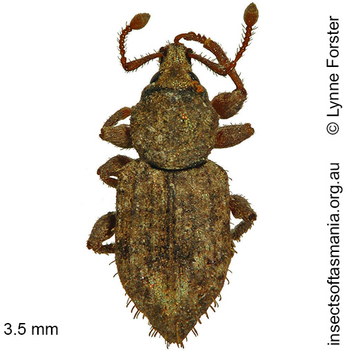 Species image