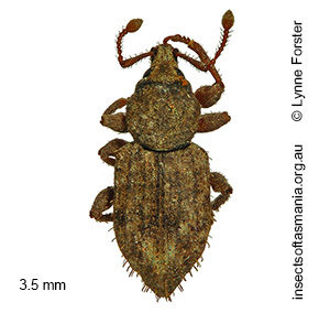 Mandalotus muscivorus