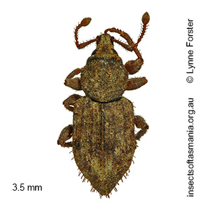 Mandalotus muscivorus