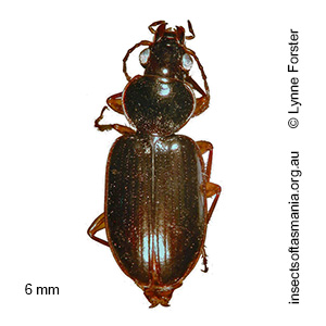 Mecyclothorax ambiguus