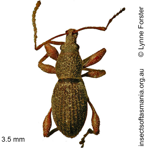 Species image