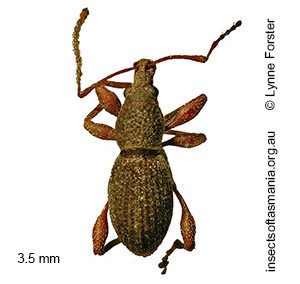 Merimnetes oblongus