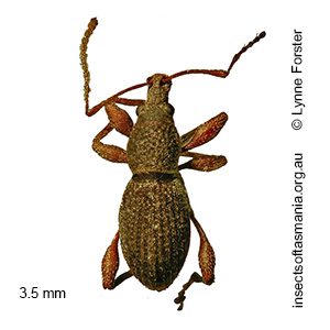 Merimnetes oblongus