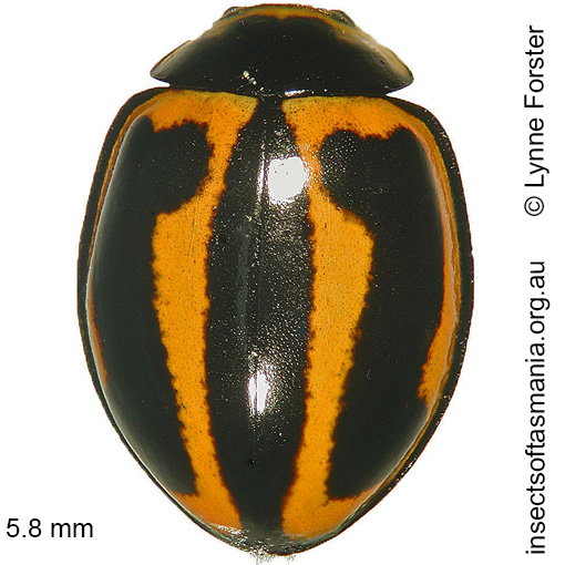 Species image