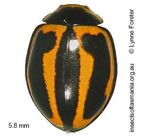 Micraspis frenata