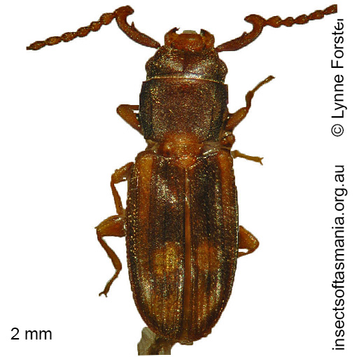 Species image