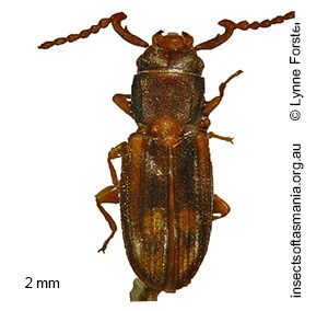 Microbrontes blackburni