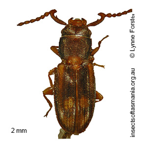 Microbrontes blackburni