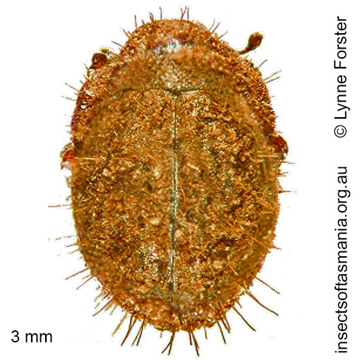 Species image