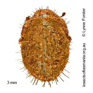 Microchaetes hystricosus