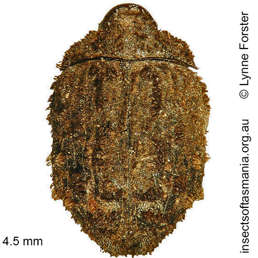 Species image
