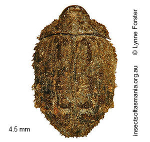 Microchaetes scoparius