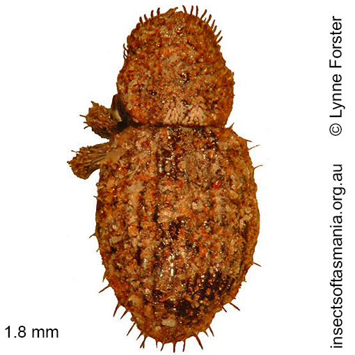 Species image