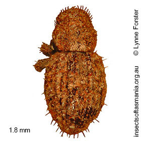 Microcryptorhynchus pygmaeus