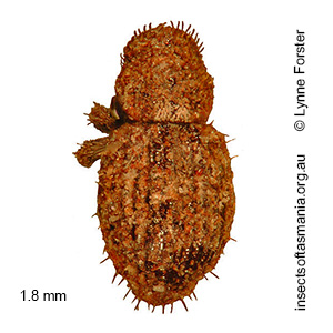 Microcryptorhynchus pygmaeus