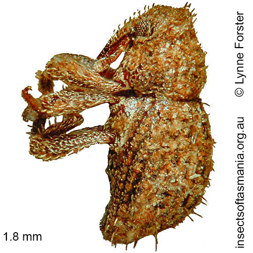 Species image