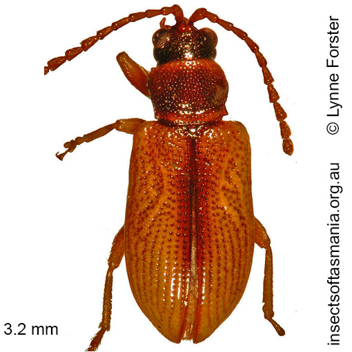 Species image