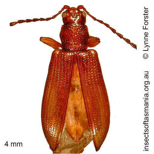 Species image