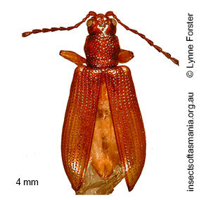 Microdonacia octodentata
