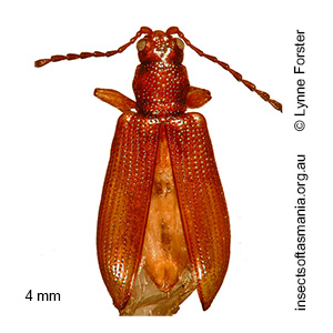 Microdonacia octodentata