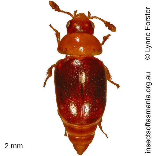 Species image
