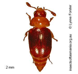 Microsilpha ANIC THAYER sp 15