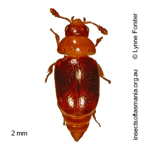 Microsilpha ANIC THAYER sp 15