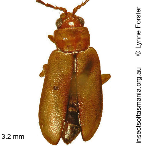 Species image