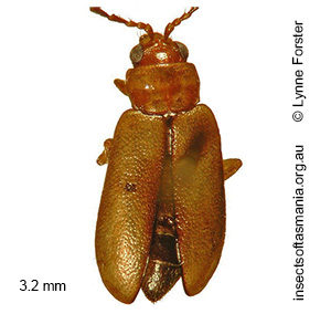 Monolepta TFIC sp 01
