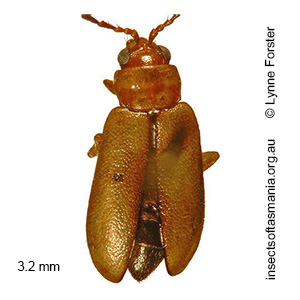 Monolepta TFIC sp 01