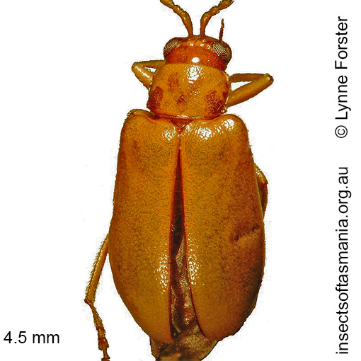 Species image