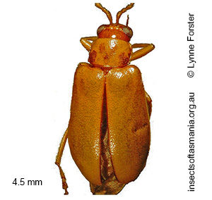 Monolepta TFIC sp 02