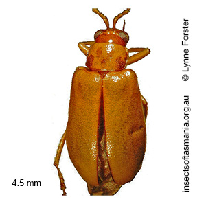 Monolepta TFIC sp 02