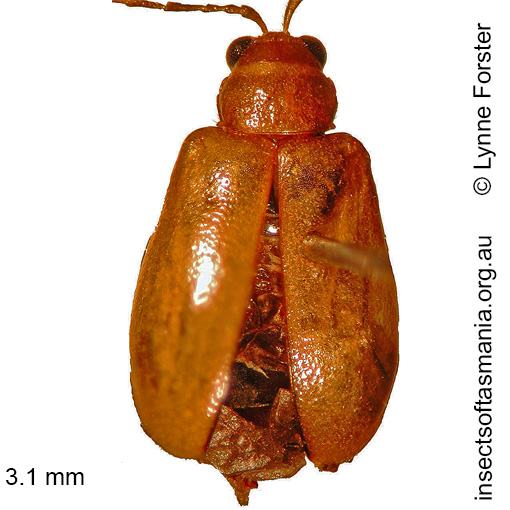 Species image