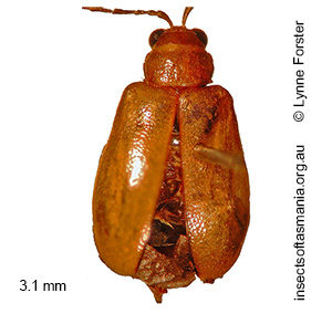 Monolepta TFIC sp 04