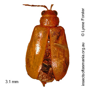 Monolepta TFIC sp 04
