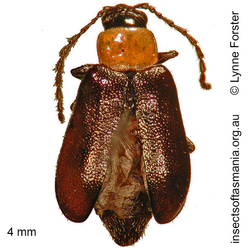 Species image