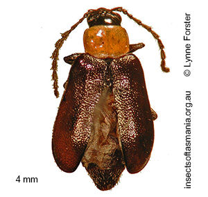 Monolepta nigricollis
