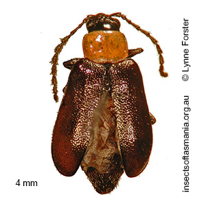 Monolepta nigricollis