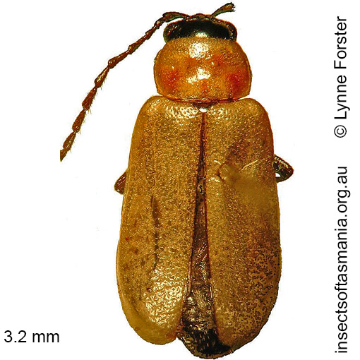 Species image