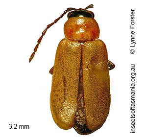 Monolepta subsuturalis