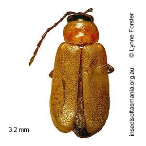 Monolepta subsuturalis